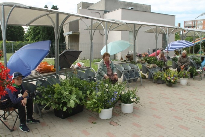 Pašu audzēto puķu tirgotājas tolaik bija sacerējušas niknu dzejoli, kurā pauda savu attieksmi pret, viņuprāt, neveiksmīgi īstenoto projektu un nelietderīgi iztērēto naudu. Viens no maigākajiem pantiņiem no «Odas trumuļiem»:
«Lauku kliņģerītes mīļās,
Asariņas acīs zvīļās.
Liktenis jums lēmis tā –
Sapūt spaiņa dibenā.»
Autors: No arhīva.