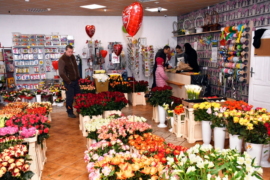 Klienti ir dažādi – cits dāvināšanai izvēlas vienkārši ziedus vai ziedu klēpjus, kāds izraugās gaumīgus pušķus. Tāpat ir kundes, kam tīk ziedoši augi podiņos, kas viennozīmīgi dāvanas saņēmēju priecēs ilgāk nekā grieztie ziedi.
Autors: Ivars Bogdanovs