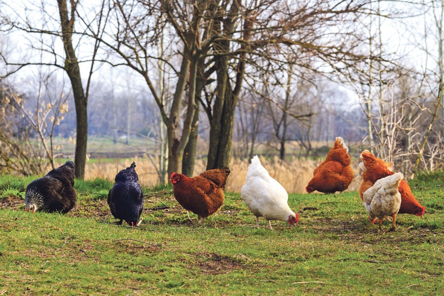 Autors: no «Bauskas Dzīves» arhīva