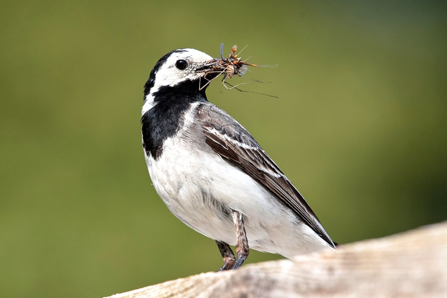 Balto cielavu 1965. gadā atzina par Latvijas nacionālo putnu.
Autors: Rolands Linejs