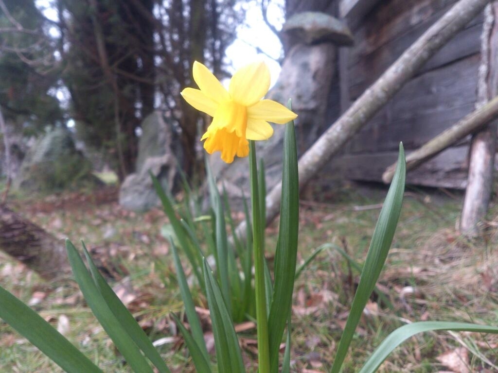 Autors: www,bauskasdzive.lv