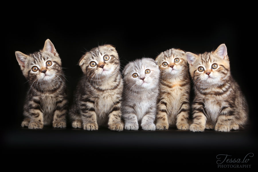 Mīļie kaķīši pat pozē salonfotogrāfijās.
Autors: no Škaparu ģimenes albuma