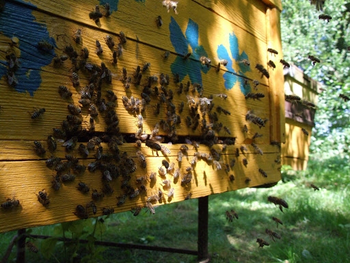 Pesticīdu ietekmi var novērtēt tikai ilgtermiņā. Pētījumi rāda, ka, piemēram, bites, kas ar tiem saskārušās, kļūst slinkākas, mazāk rūpējas par stropa iekšējo kārtību. Kādas sekas nelielas pesticīdu devas atstāj uz cilvēka organismu, nav zināms.