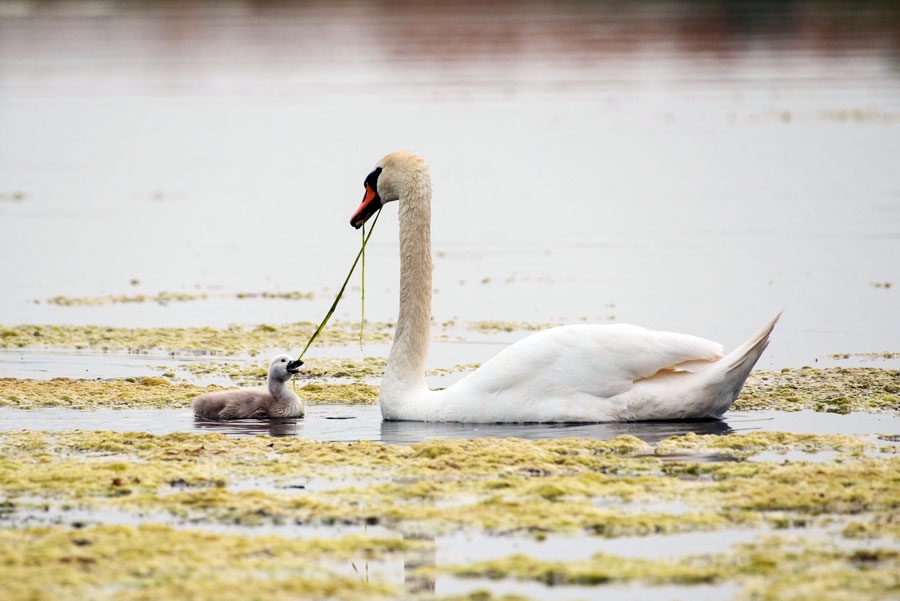 Gulbju tēviņi var svērt pat vairāk nekā 14 kilogramus, bet mātītes ir vieglākas.
Autors: Rolands Linejs