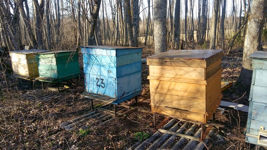 Zita Smalganoviča Vecumnieku novada Kurmenes pagastā aprūpē ap simts bišu saimes.
