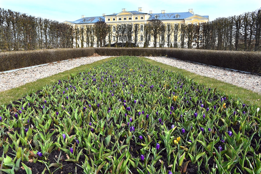 Saziedējušo krokusu upi pēc neilga laika nomainīs daudzkrāsu tulpju kroņi.
Autors: Ivars Bogdanovs