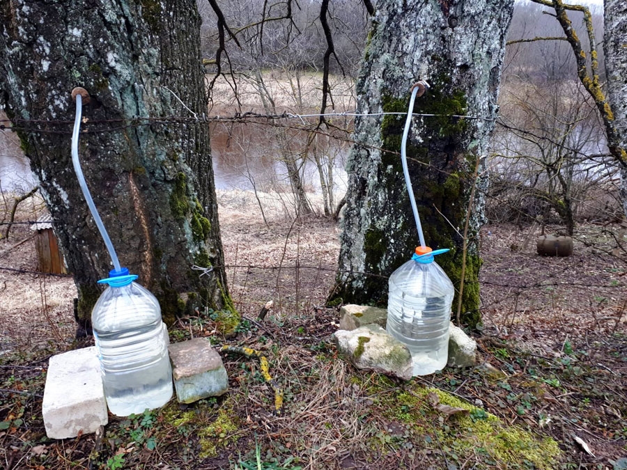 Sulu laiks ir daudzviet, ne tikai Codē, arī attēlā redzamajā Jaunsaulē, Mēmeles krastā.
Autors: no albuma