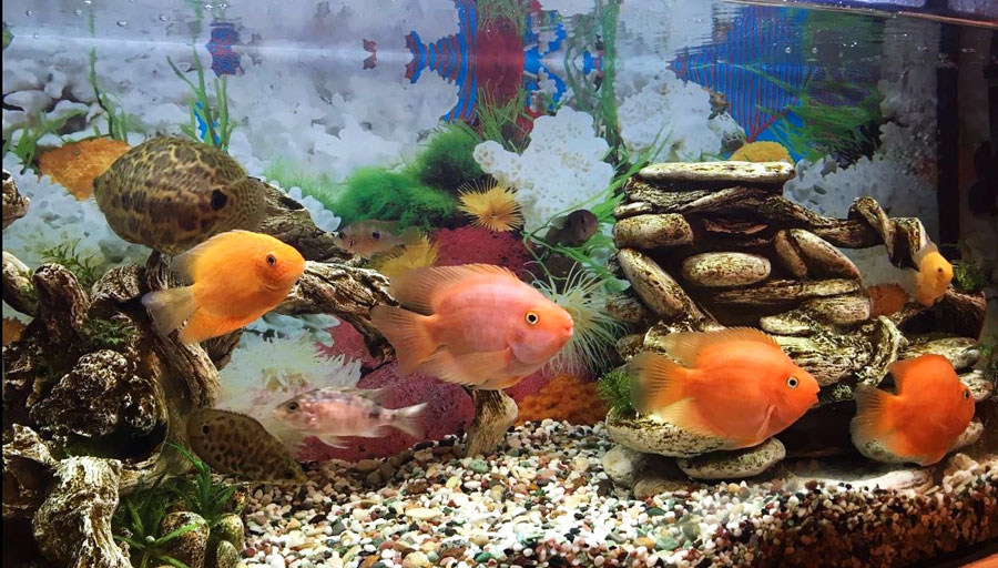 Cihlīdas ir ļoti izturīgas un krāšņas zivis, Jolantas Ignates akvārijā to ir 18.
Autors: no personiskā albuma