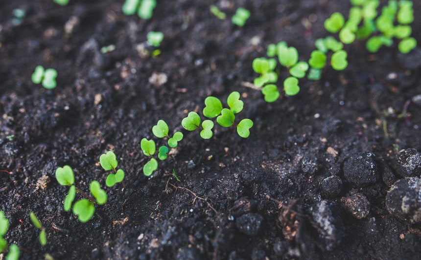 Redīsus mēdz sēt dažādos laikos, lai tie allaž svaigi.
Autors: no «Bauskas Dzīves» arhīva