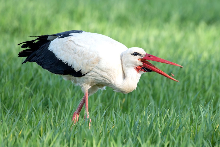 Stārķis ir gaļēdājs putns.
Autors: Rolands Linejs