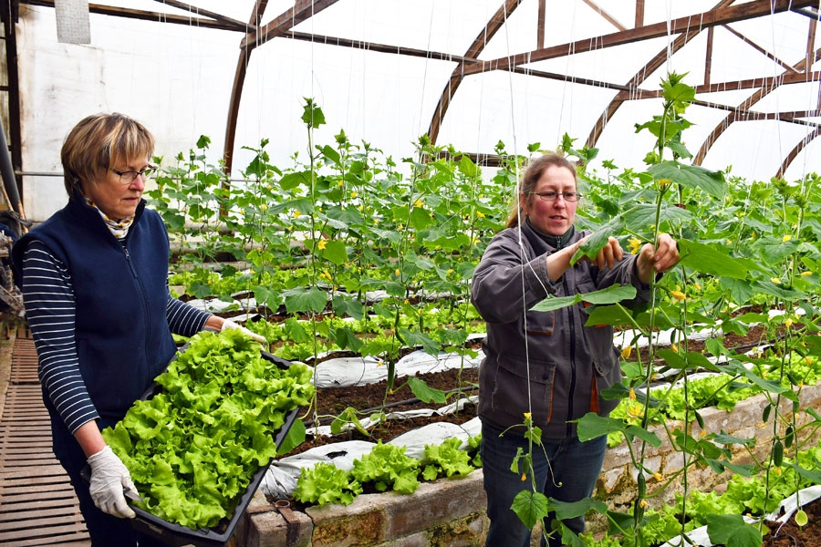 SIA «Ints un Co» dārzniecībā par salātu šķirni numur viens uzskata ‘Caipira’. Tie veido vidēji lielas galvas ar zaļām, krokainām lapām, ātri neizstīdz zem gurķu stādiem. Anda Jākobsone (no kreisās) un Edīte Sprukste izrāda pirmās zaļo vitamīnu kastītes, kas no dārzniecības šonedēļ ceļo uz Bauskas veikalu «Rozīte». Dārzniecībā šonedēļ salāti tirgoti par sešiem eiro kilogramā.
Autors: Ivars Bogdanovs