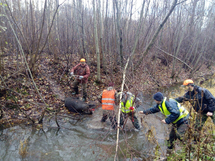 Medību kolektīva «Mežotne» mednieki noķēruši mežacūku.
Autors: no personiskā albuma