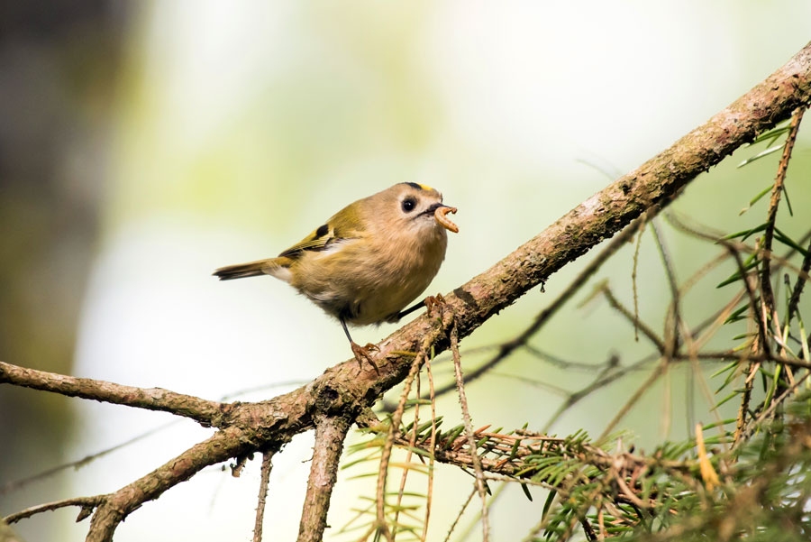 Zeltgalvīti parasti var pamanīt egļu zaros.
Autors: Rolands Linejs