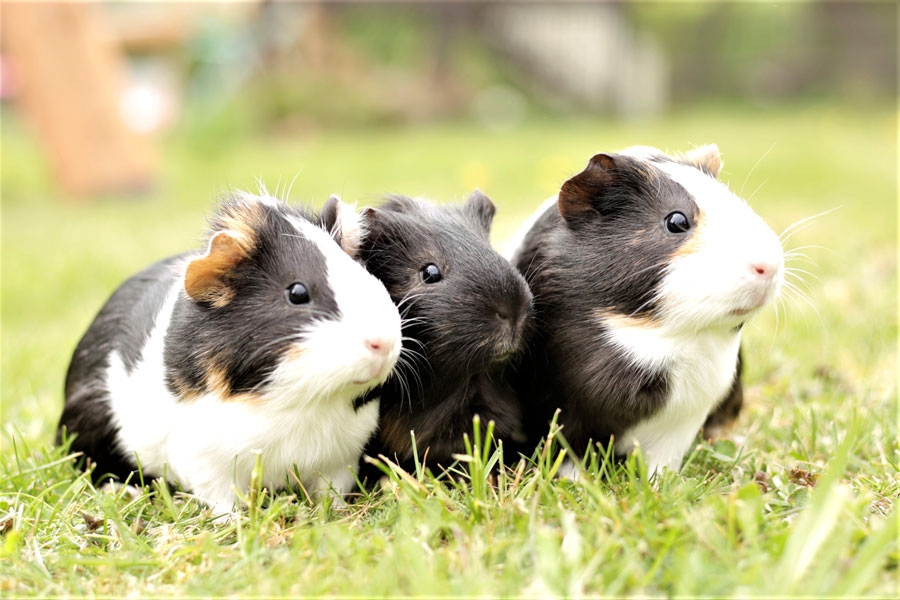 Trīs draudzenes – Pipa, Oga un Plūme.
Autors: no personiskā arhīva