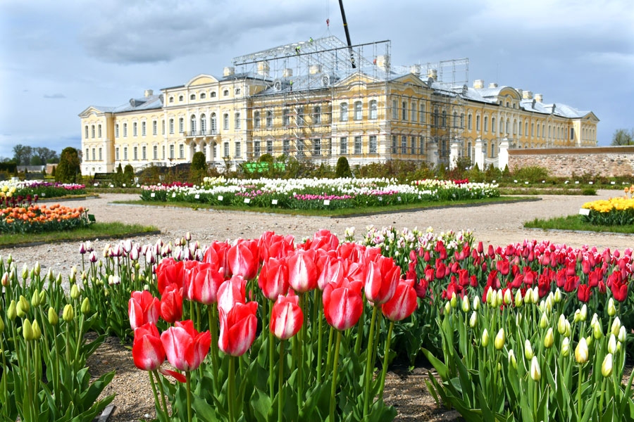 Rundāles pils dārzs tērpies tulpēs, bet pils ēkai sākas jumta maiņa. Pašlaik tiek uzceltas konstrukcijas pagaidu jumta izveidei, lai tas sargātu namu, kad vecais jumts būs noņemts un jaunais tikai taps.
Autors: Ivars Bogdanovs