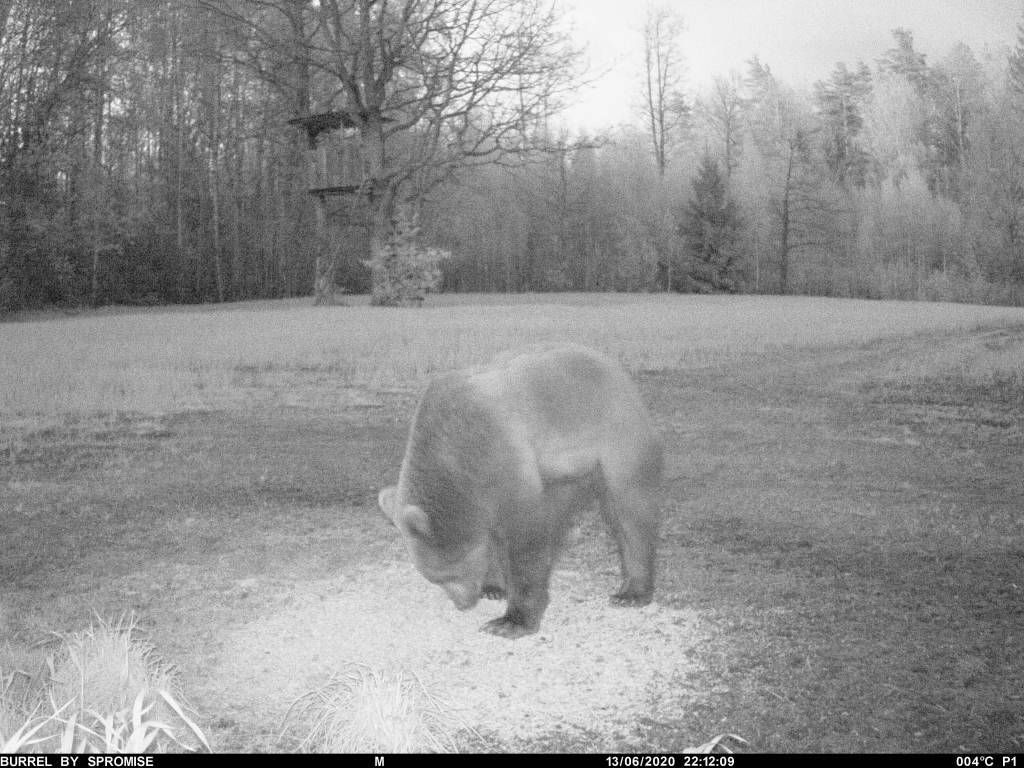 Brūnais lācis mielojas ar graudiem dzīvnieku barotavā Kurmenes pagastā.
Autors: no mednieku kluba «Sili» uzfilmētā videomateriāla.