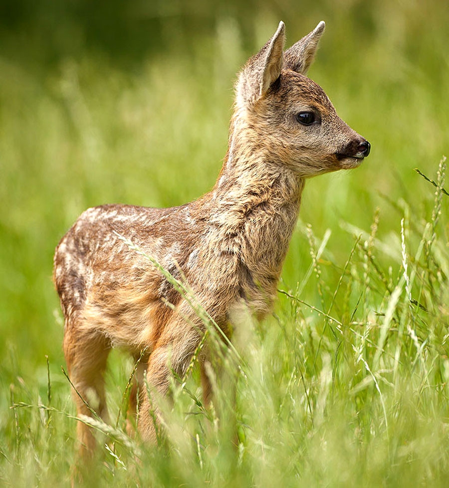 Autors: no www.jauns.lv