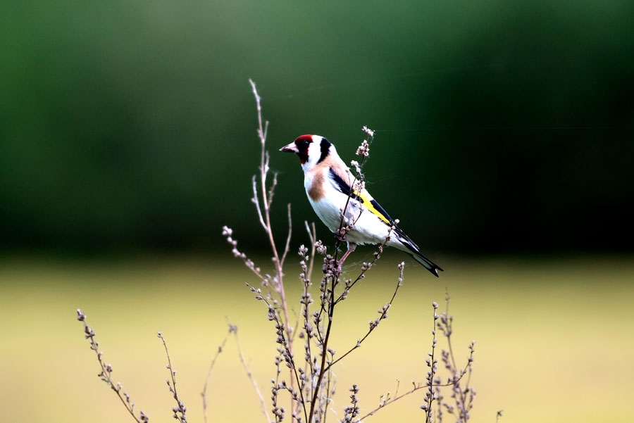 Dadzītis ir viens no Latvijas krāšņākajiem putniem.
Autors: no Rolands Linejs