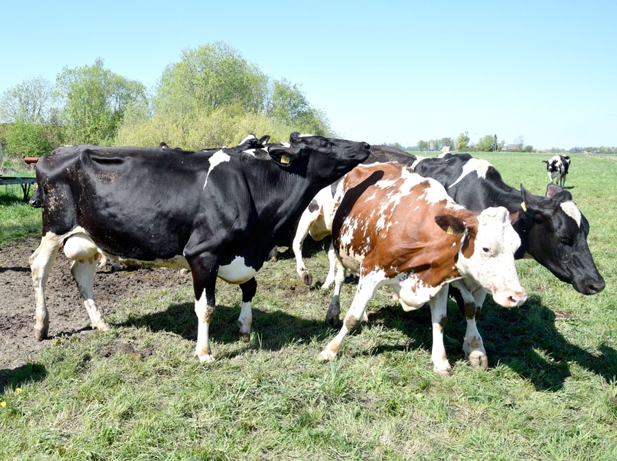 Ganāmpulkos piena analīzes tiek ņemtas vismaz divreiz mēnesī.
Autors: no 