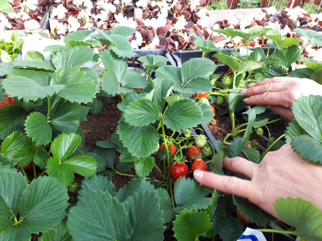 Zemenes siltumnīcā ienākušās jau aprīlī.
Autors: Ligita Asare