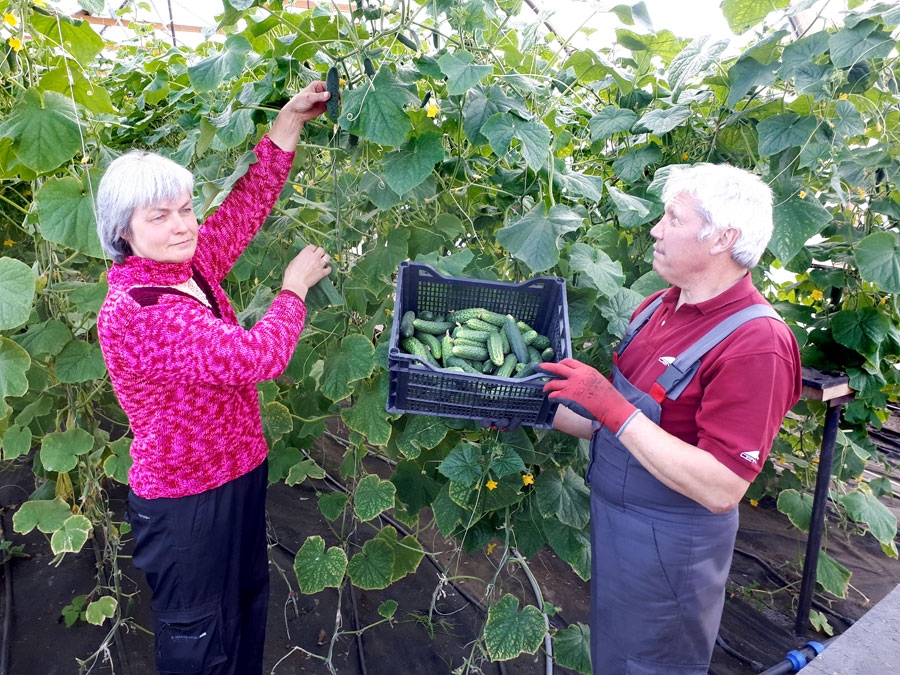 Laila un Voldemārs Brankas pašlaik aizņemti gan stādīšanas, gan jaunās ražas novākšanas darbos.
Autors: no Ligita Asare