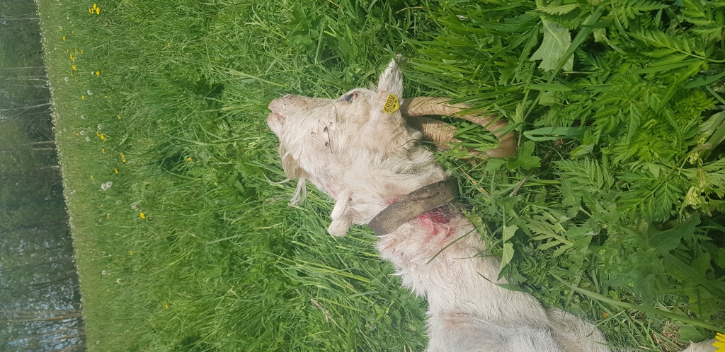 Autors: no saimnieka personiskā albuma.