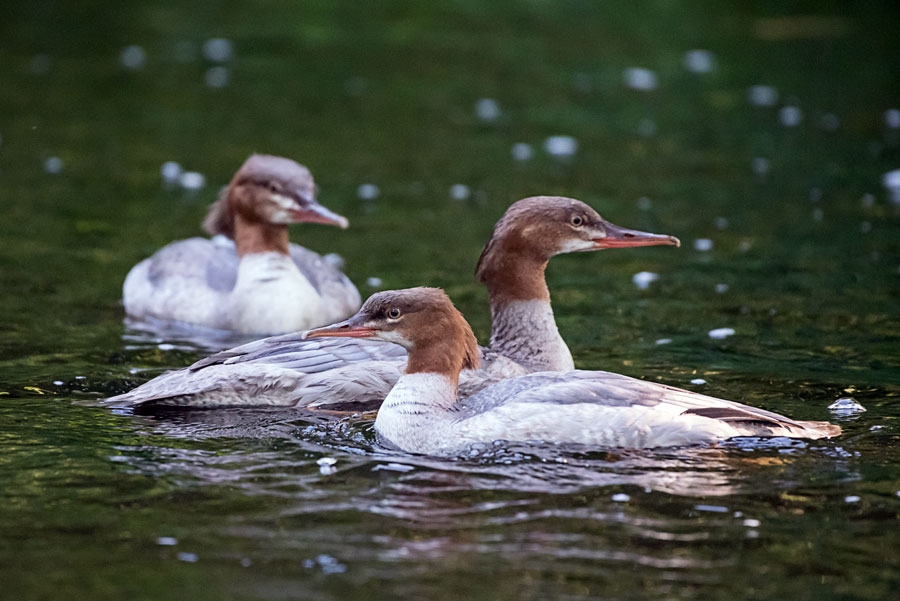 Šie putni mēdz pulcēties bariņos un vairāku perējumu mazuļus var pieskatīt kopā.
Autors: Rolands Linejs