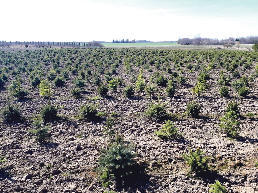 Kokaudzētavā «Dzērves» pēc apjoma nozīmīgākā augu kultūra ir vairāku šķirņu eglītes Ziemassvētkiem.
Autors: no M. Kaminska albuma.