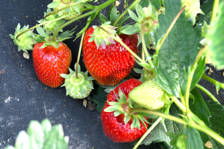 Zemeņu šķirnes izraugās tā, lai ogas ievācamas pakāpeniski iespējami garākā laikā.
Autors: no Ivars Bogdanovs