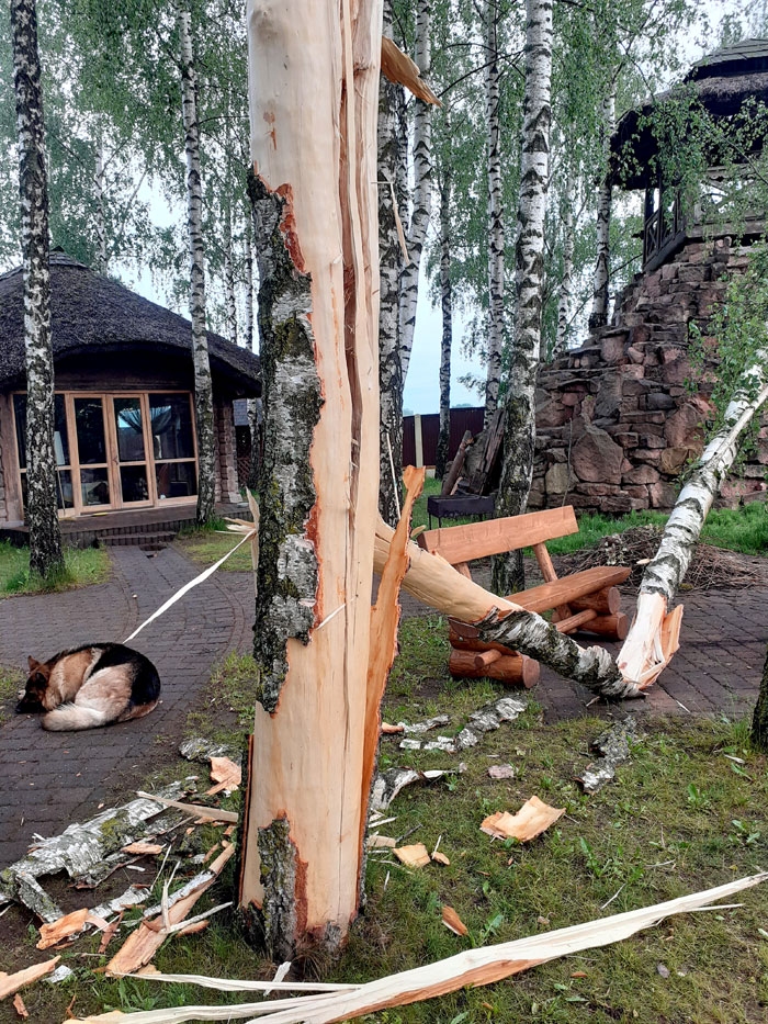 Zibens izlādes dēļ pāršķelts bērzs, bet ugunsgrēks nav izcēlies.
Autors: Aculiecinieka foto