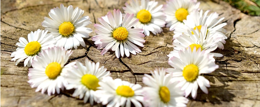 Foto no pixabay.com.