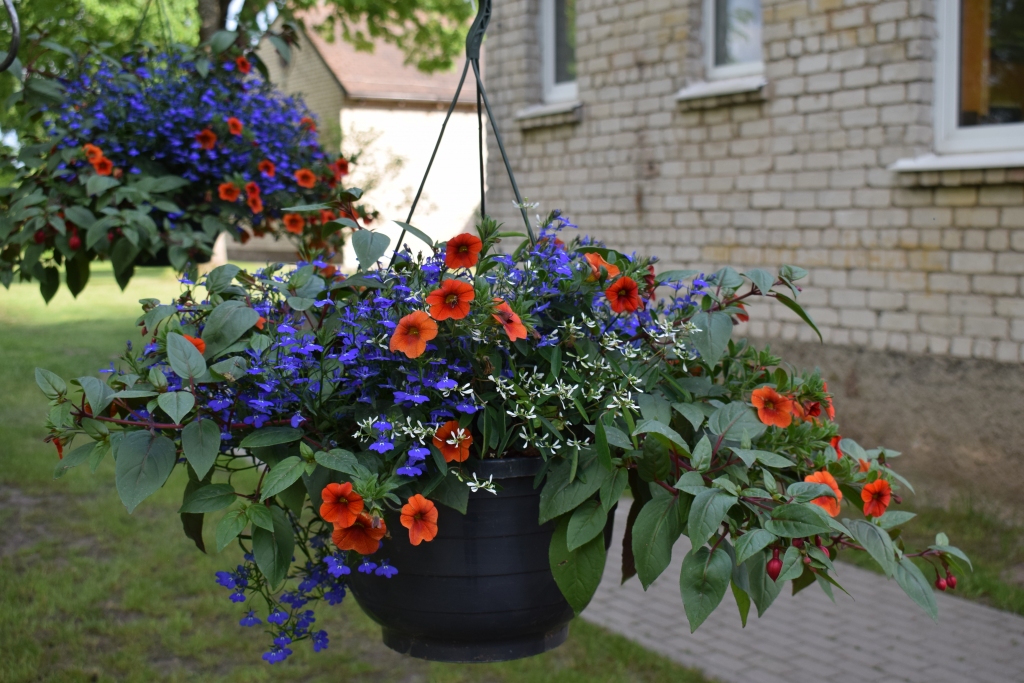 Vecumniekos vasaras saulgriežu koncerts «Iepin sauli vainagā» izskanēs parkā aiz tautas nama.
Autors: Žanna Zālīte