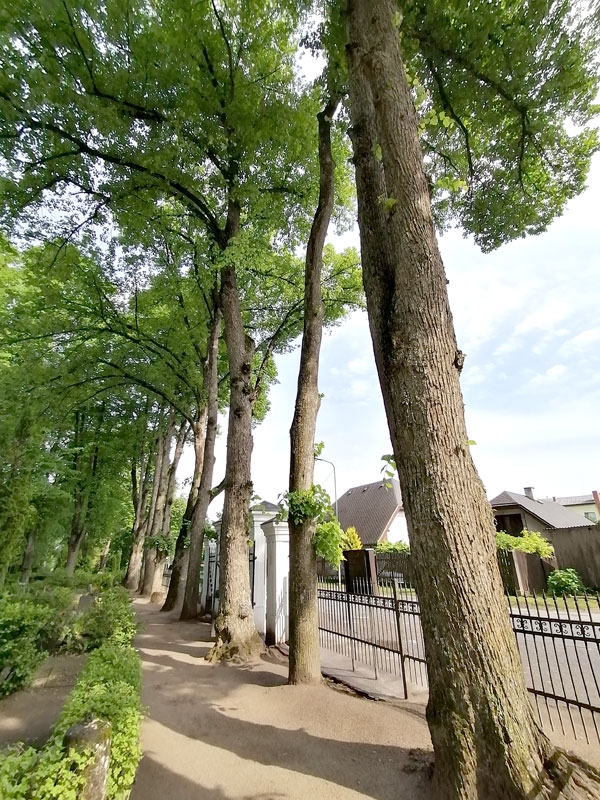 Liepas, kas pēc nepārdomātas apzāģēšanas pārvērstas 
«kokospalmās».
Autors: Aculiecinieka foto.