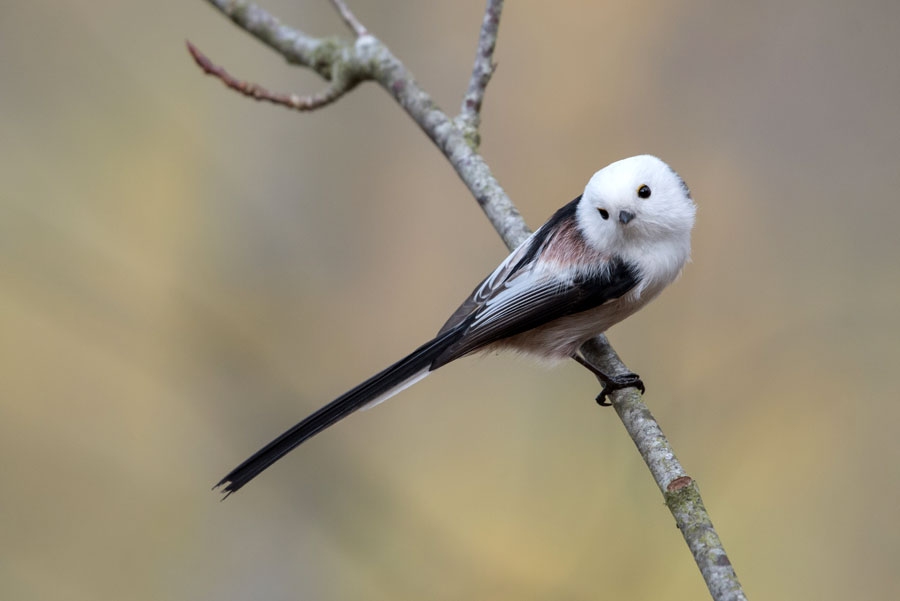 Garastīte izskatās kā melnbalta bumbiņa ar garu asti. 
Autors: Rolands Linejs