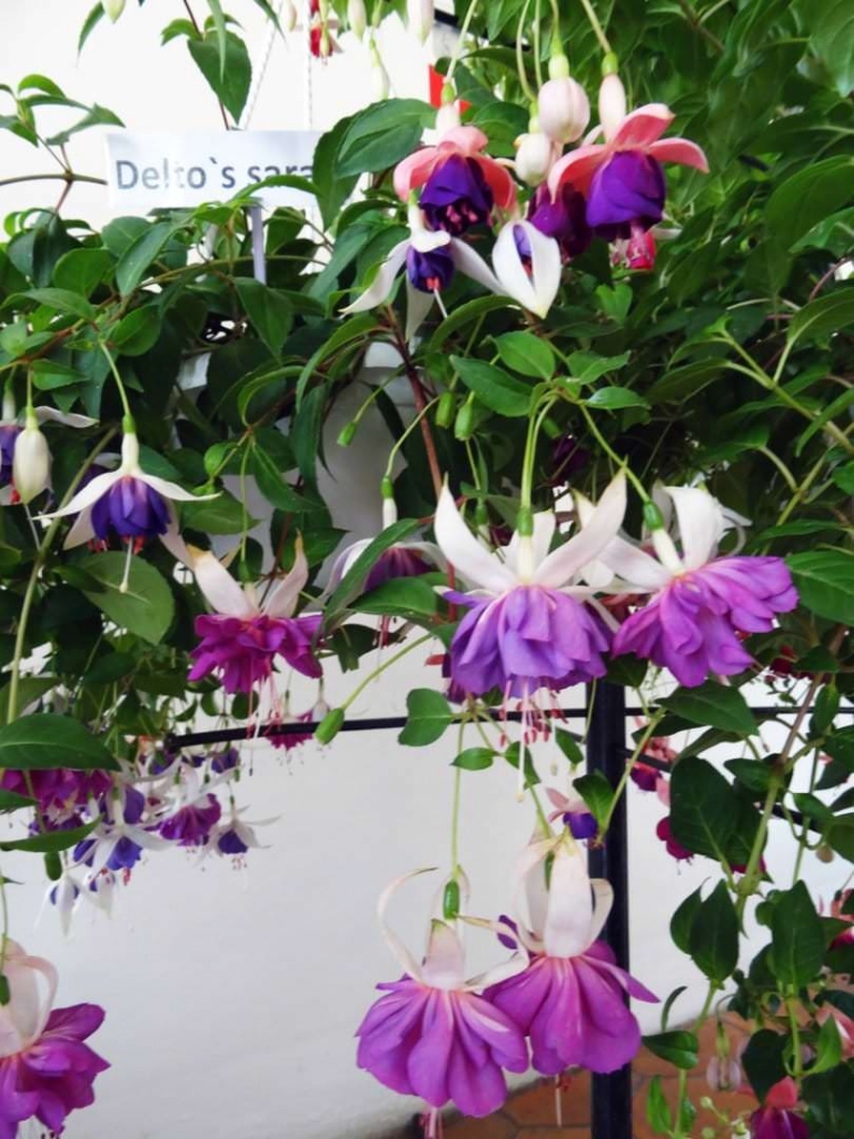 Autors: Publicitātes foto.