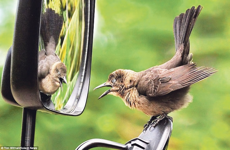 Autors: no dailymail.co.uk.