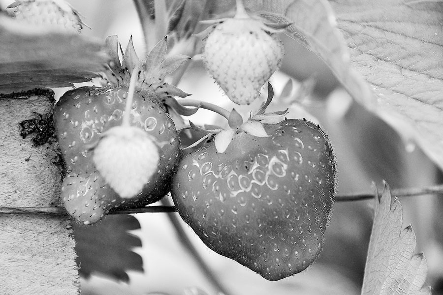 Zemenes ir ļoti vērtīgas un veselīgas, tomēr nevajadzētu pārdozēt. Ogās esošās šķiedrvielas var izraisīt gāzu veidošanos, vēdera uzpūšanos, sāpes un pat caureju. Tāpēc – ieklausies savā organismā!
Autors: Dainis Ģelzis