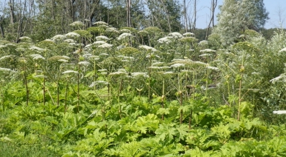 Autors: jelgavasnovads.lv