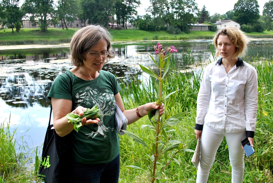 Neizpļautajā Lielupes krastā invazīvā puķu sprigane. Latvijā tā nenovēršami izplatījusies upju krastos un mežos.
Autors: Ruta Keiša