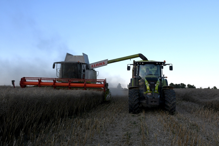 Rapšu pļauja Rundāles novada zemnieku saimniecībā 