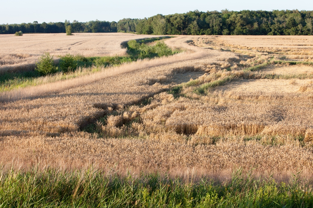 Ražu šosezon ietekmēs laikapstākļi un veldre. Attēlos – labības un rapša lauki Bauskas un Iecavas apkaimē.
Autors: Kārlis Ustups