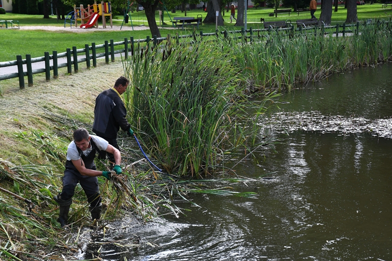 SIA «Vides serviss» strādnieki un vasarā nodarbinātie skolēni ceturtdien tīra Karpa (Korfa) dārza dīķi.
Autors: Ivars Bogdanovs