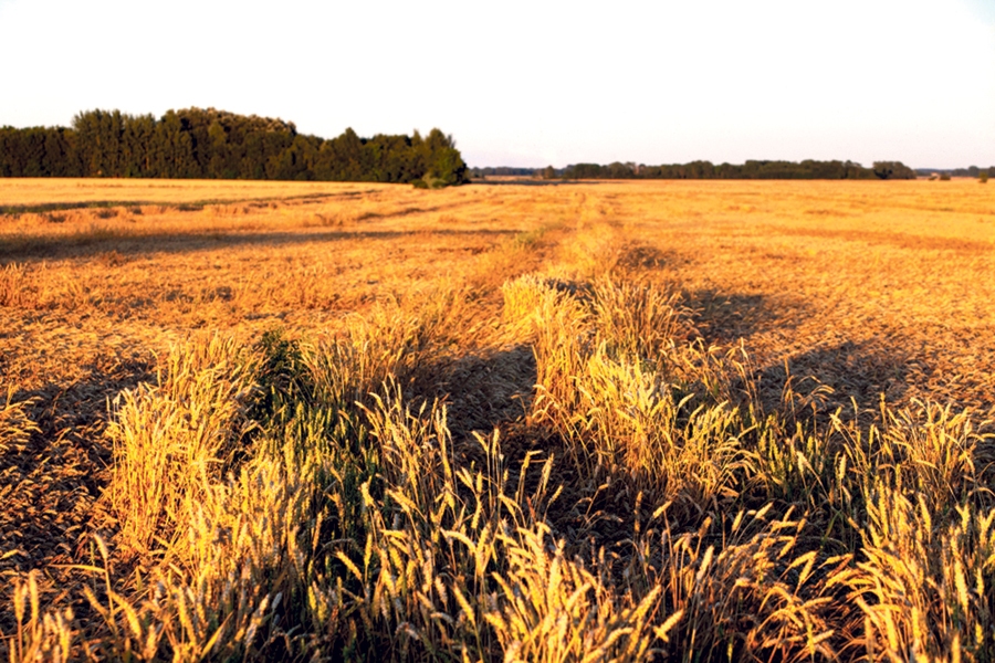 Kviešu pļaujai zemnieki vēl gatavojas.
Autors: Kārlis Ustups