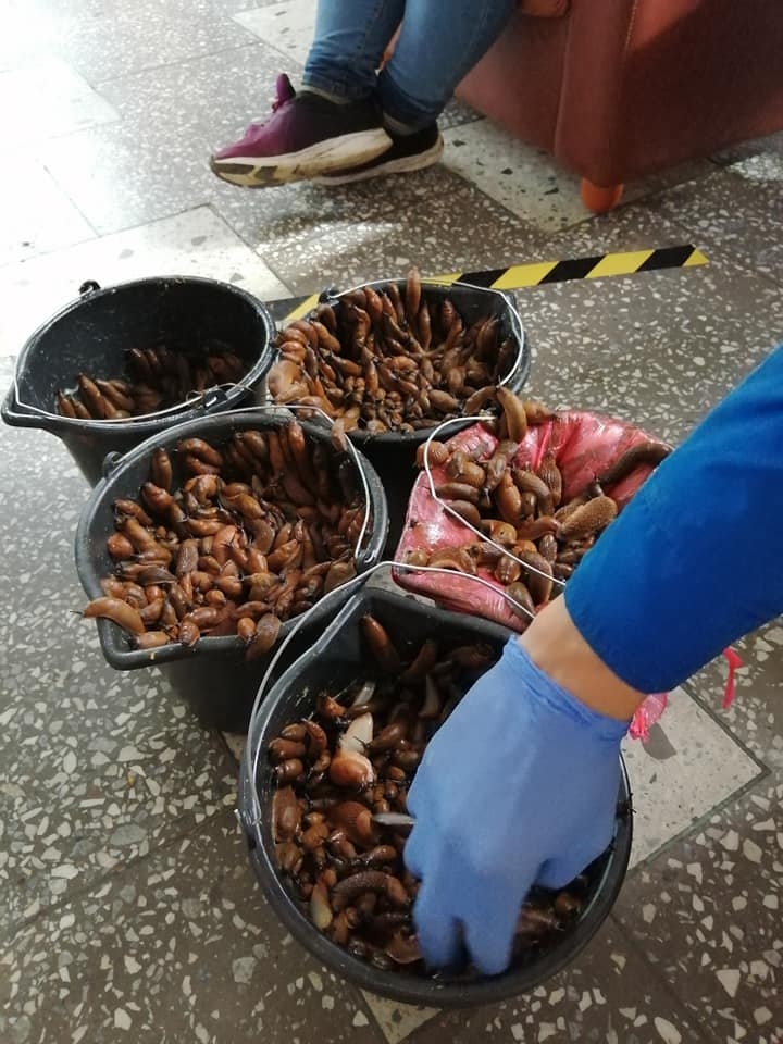 Gailīšu pagasta peldvietā ceturtdien salasītie kaitēkļi - Spānijas kailgliemeži.
Autors: no Gailīšu pagasta pārvaldes arhīva.