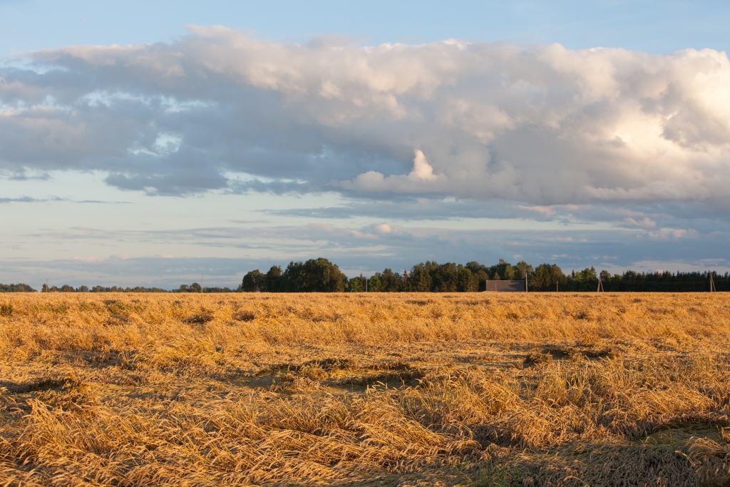 Vidējais lauku saimniecību lielums Latvijā 2019.gadā sasniedzis 38,3 hektārus.
Autors: Kārlis Ustups