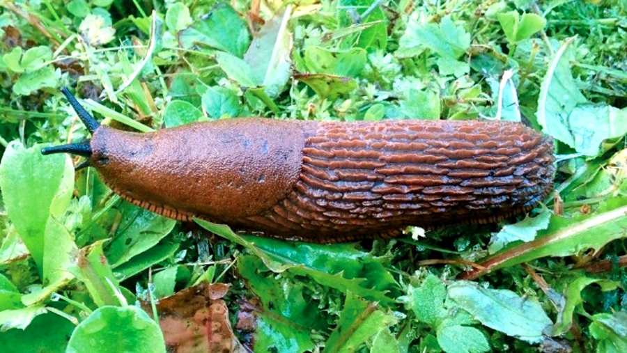 Lai pazītu – šis ir īstais Spānijas kailgliemezis.
Autors: Dabas aizsardzības pārvalde