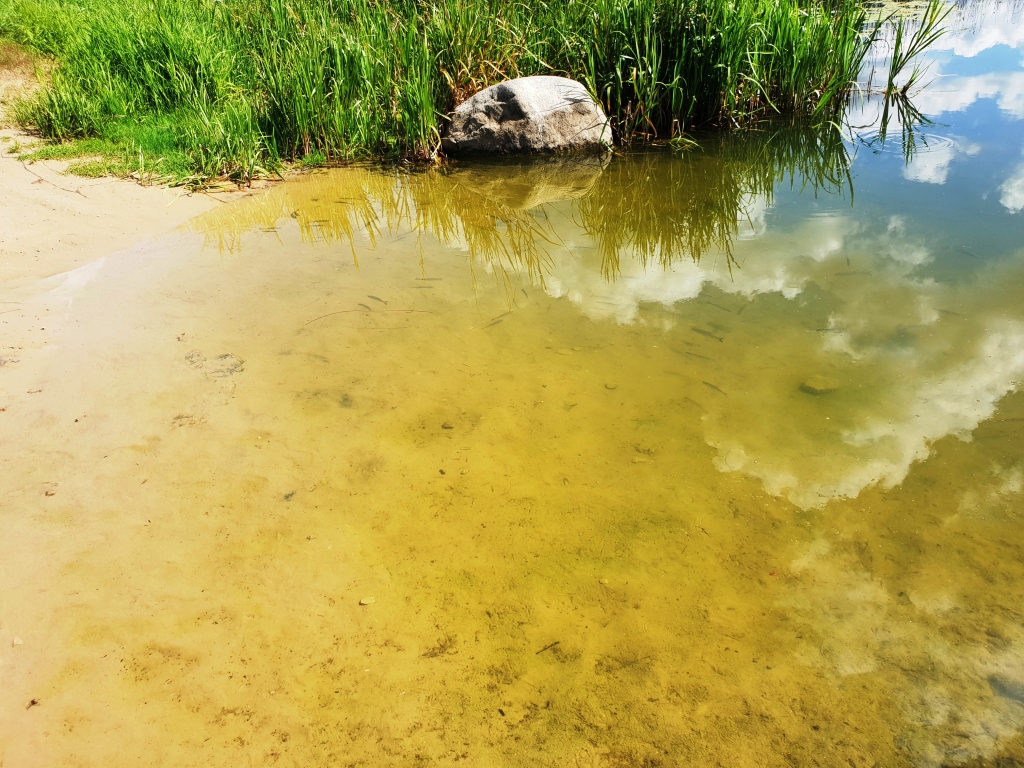 Ceraukstes pagasta peldvietā ūdens iekrāsojies zaļā krāsā.
Autors: www.bauskasdzive.lv