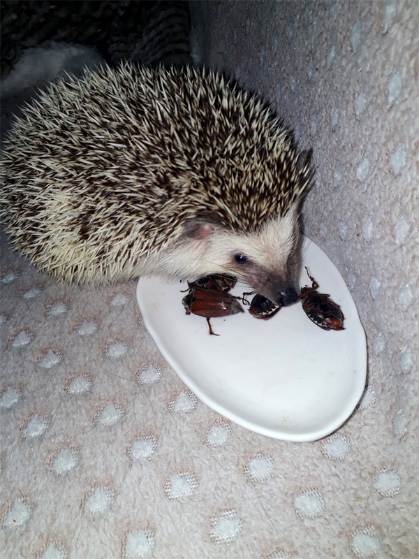 Šopavasar Vinstons mielojās ar maijvabolēm.
Autors: no personiskā albuma.