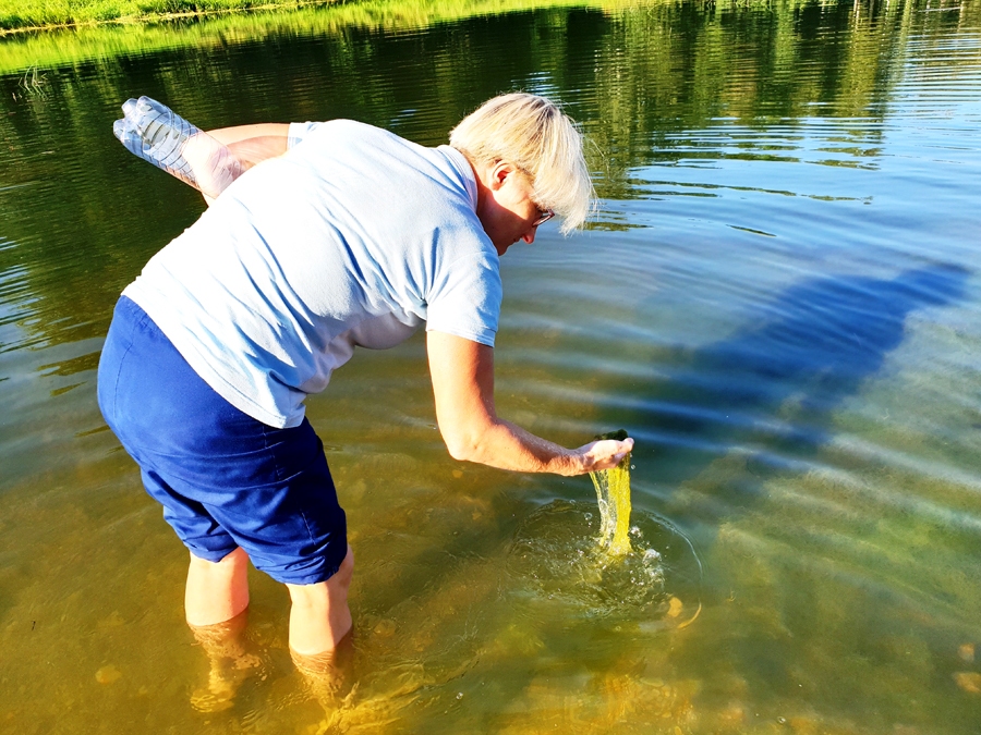 Erita Kalniņa, zinātniskā institūta «BIOR» vecākā eksperte, ņemot ūdens paraugus Mūsā pie pilsētas stadiona, sacīja, ka šādu ainu vairāku gadu laikā, kopš dodas uz Bausku, redz pirmo reizi. Precīzas izmaksas analīzēm viņa nevarēja nosaukt, taču pieļāva, ka summa nepārsniegs 200 eiro.
Autors: SANDRA DANOSA