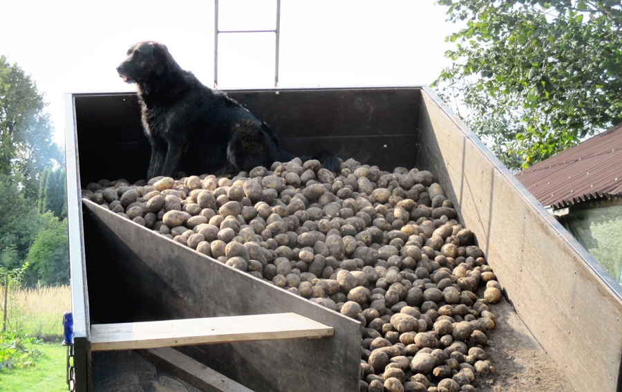Kartupeļus savā ēdienkartē īpaši ieicienījis Riko, tāpēc par ražu jārūpējas.
Autors: no z/s «Vecvagari» arhīva